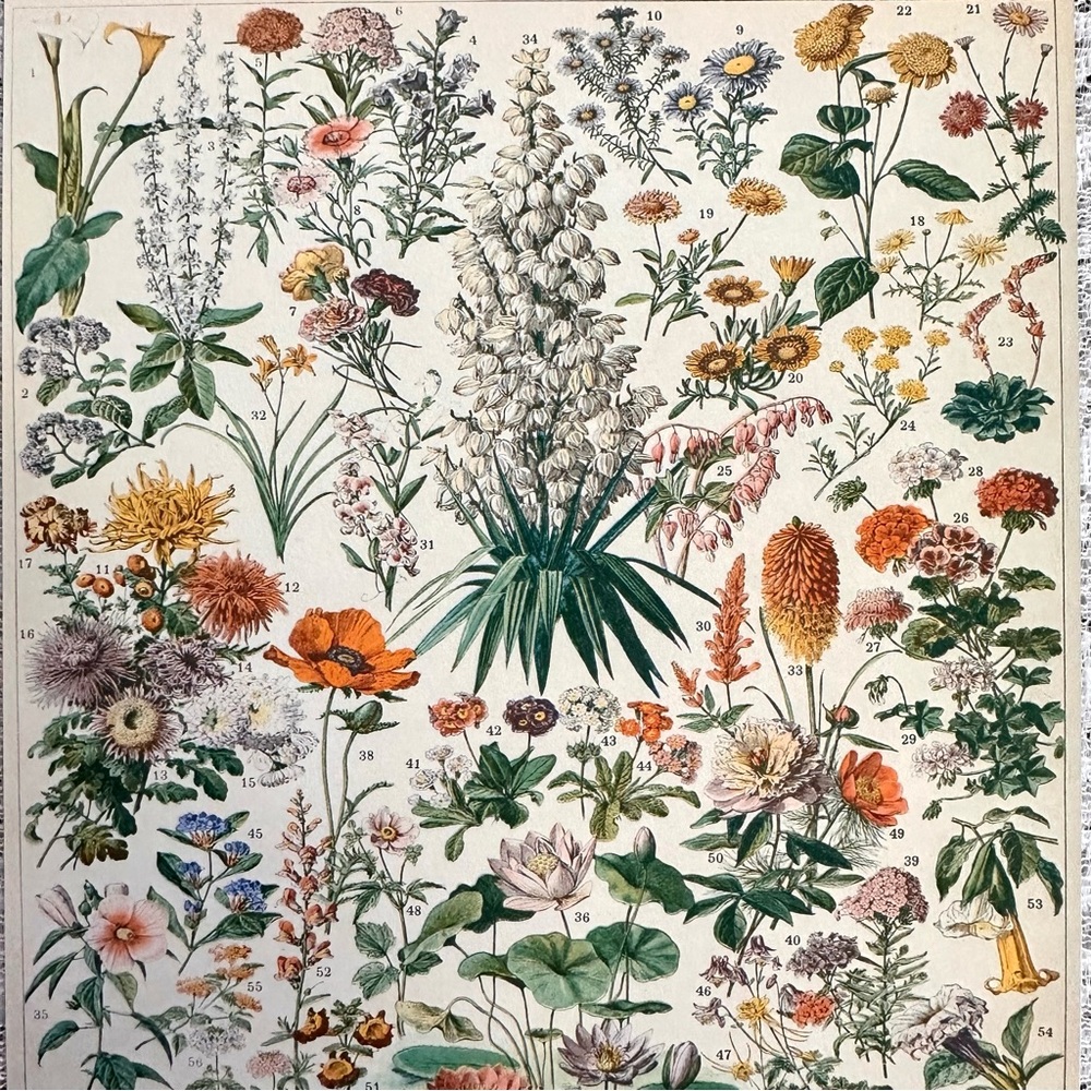Vintage Scientific French "Fleurs" (Flowers) Floral Chart Print 8x10 4/5 - Picture 5 of 8